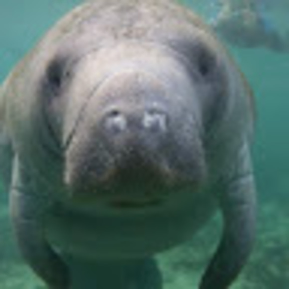 mama_manatee